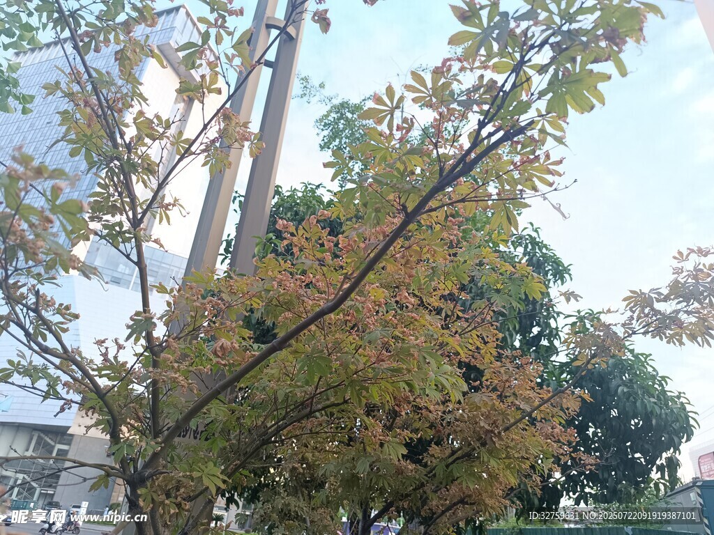 秋日树木景致