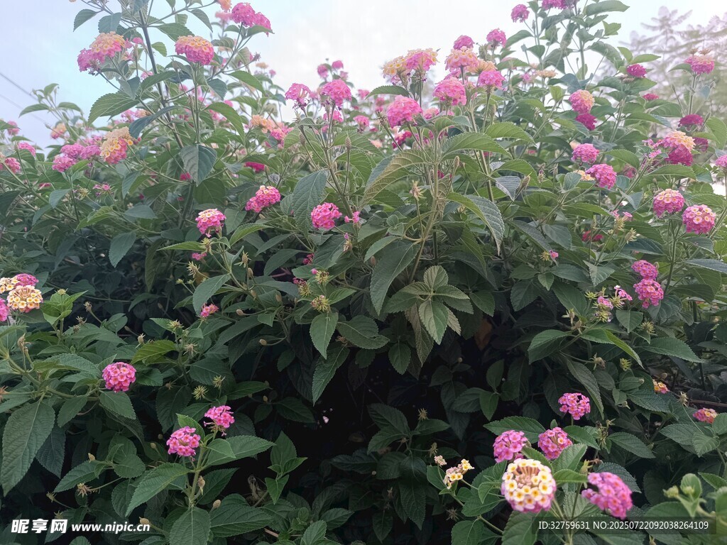 缤纷花丛绽放美丽花朵