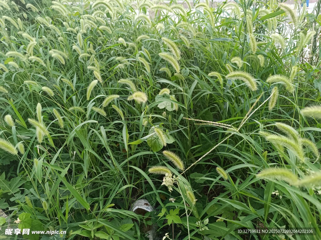茂盛的绿色植物景观