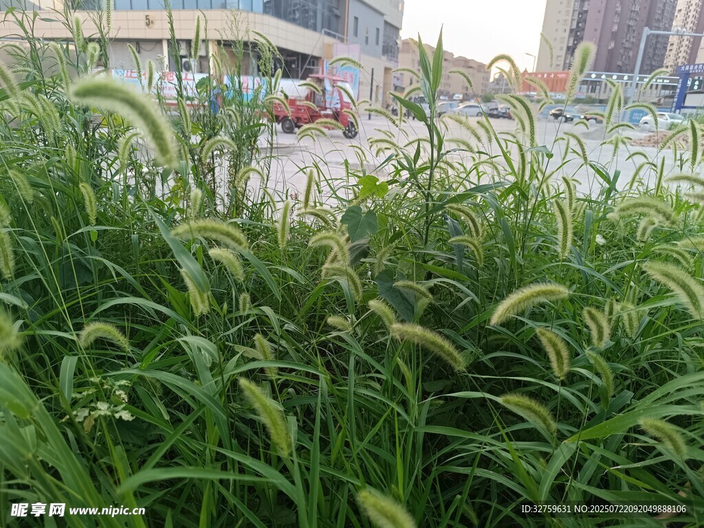 城市中的茂盛绿色植物