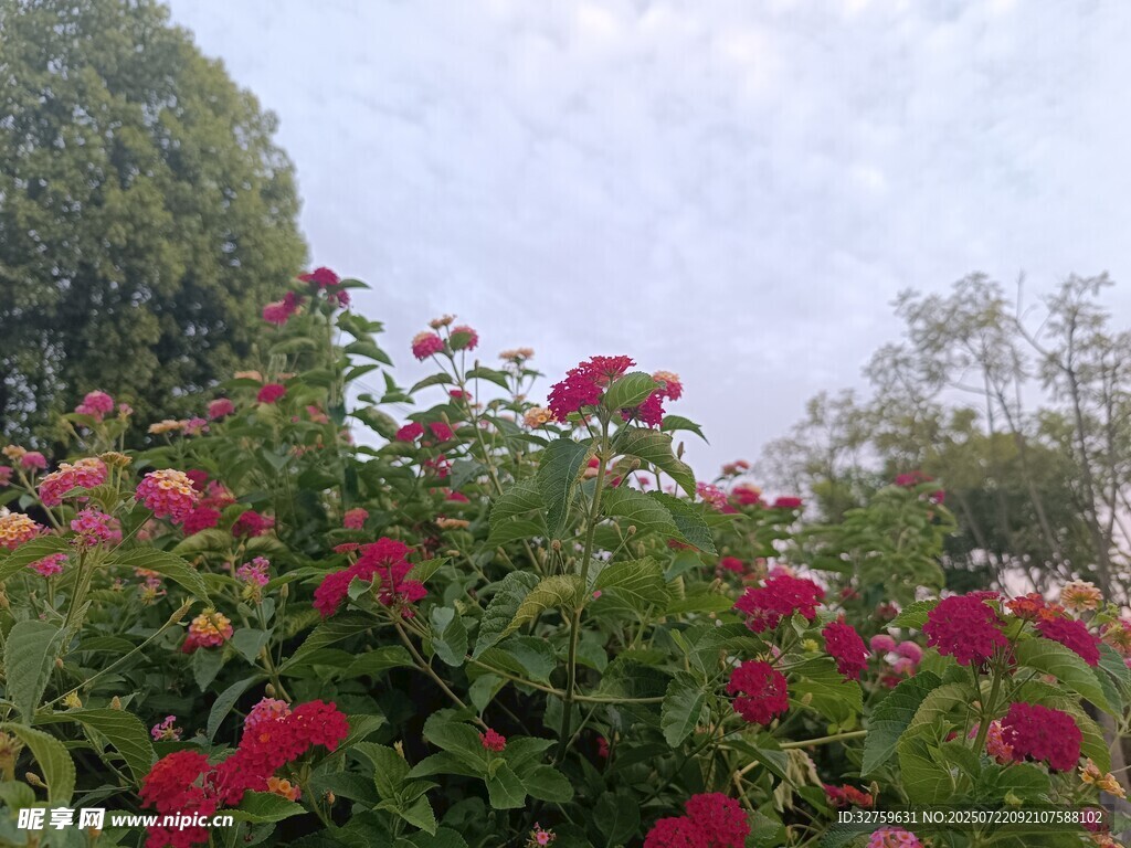 繁花盛开的户外景致