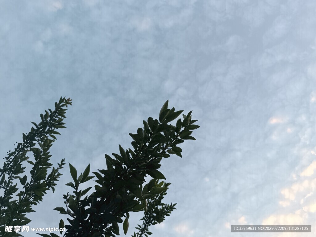 树梢之上的淡蓝天际