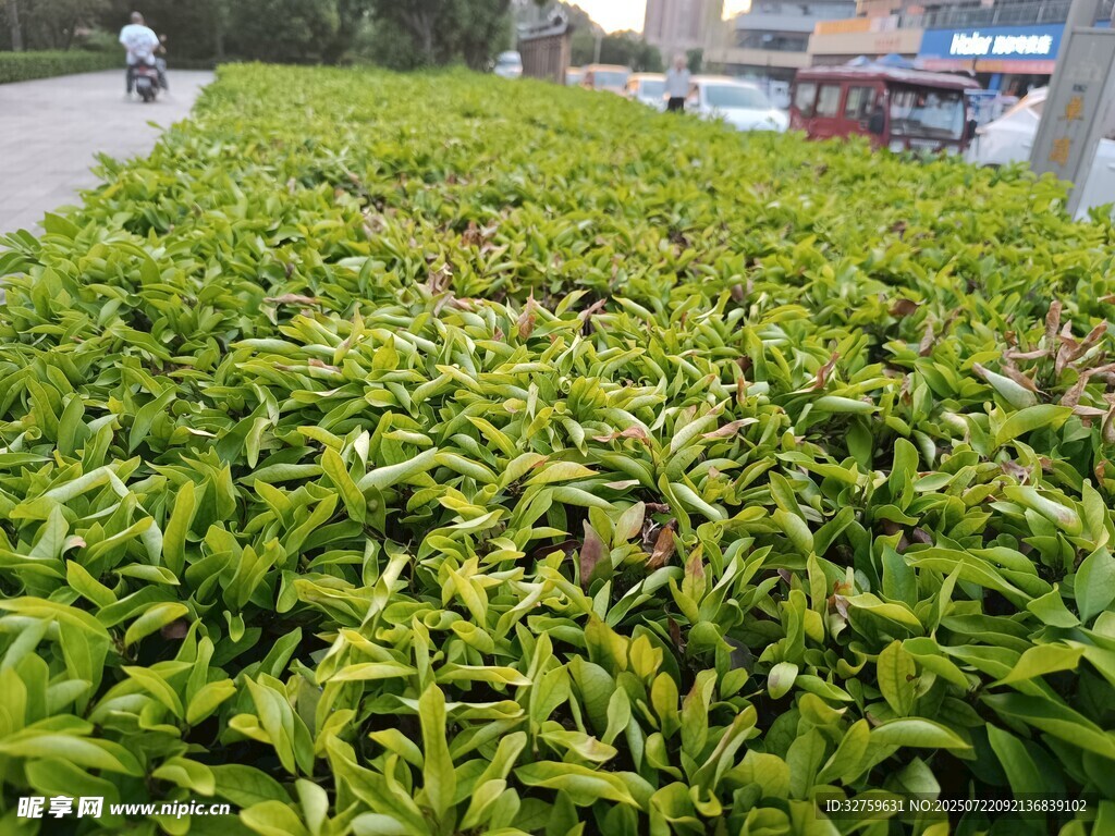 翠绿繁茂的户外灌木丛