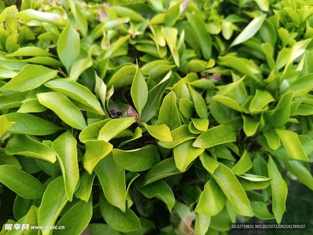 翠绿叶片植物特写