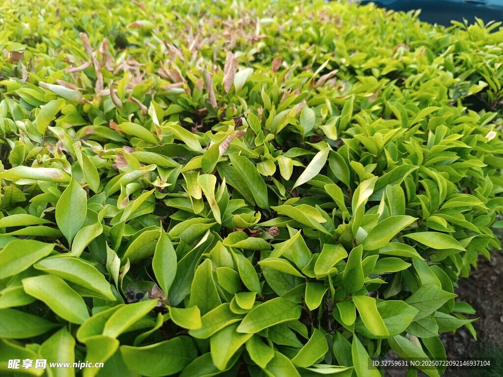 翠绿繁茂的绿植景观