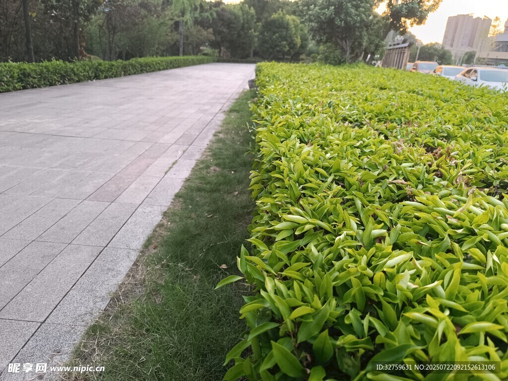 路边绿意盎然的植物景观