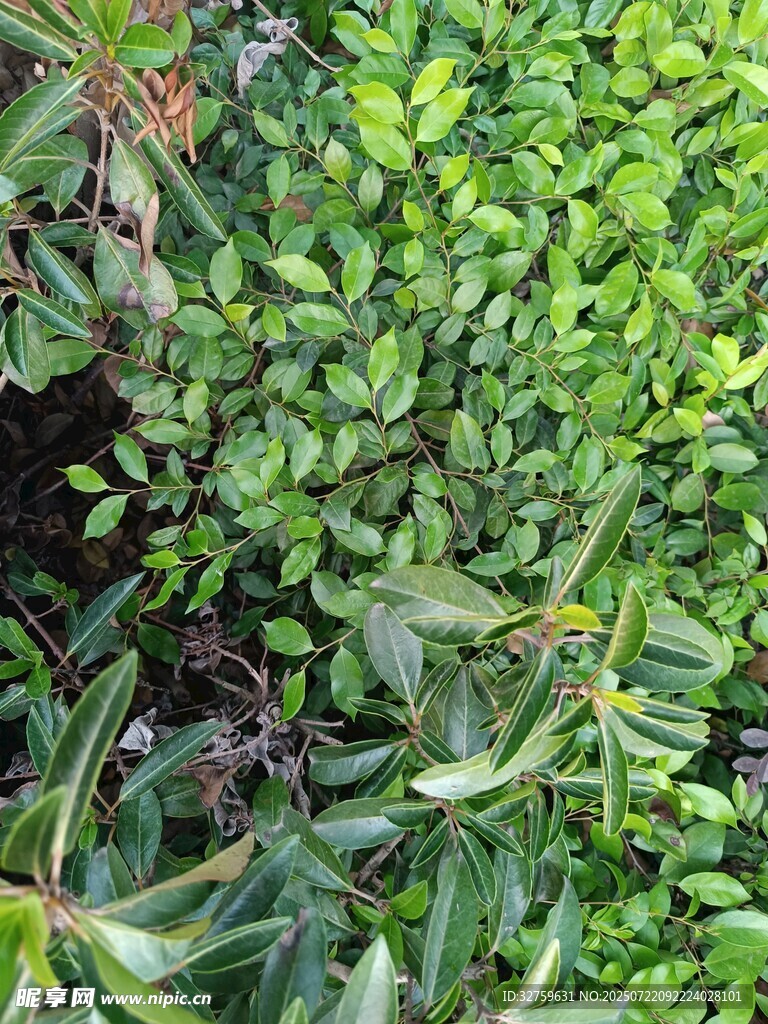 翠绿繁茂的丛生植物