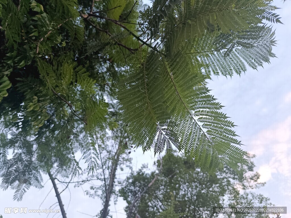 仰视葱郁树木与天际