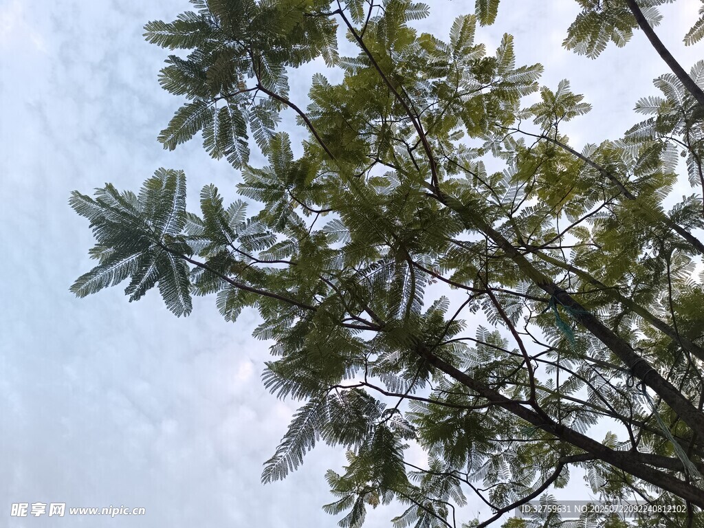 仰视视角下的繁茂绿树