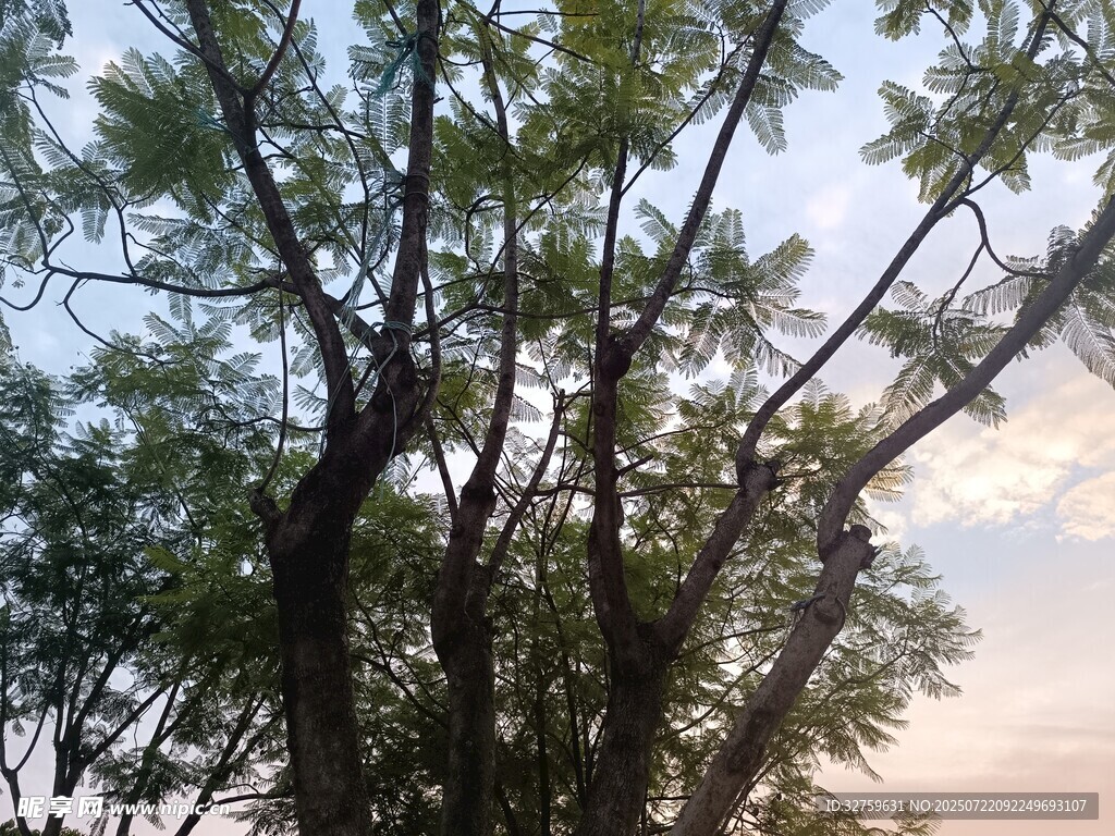 夕阳下的繁茂树木