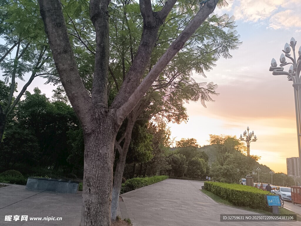 夕阳下的公园树木景观
