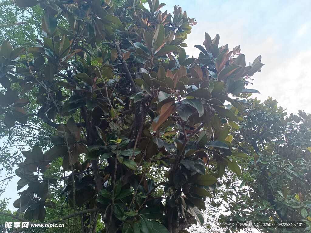 繁茂大树