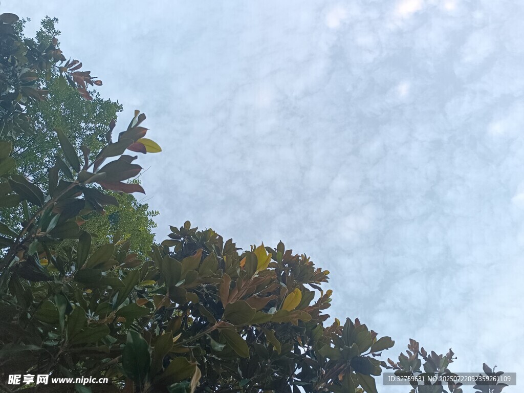 仰视树冠与天空的景致