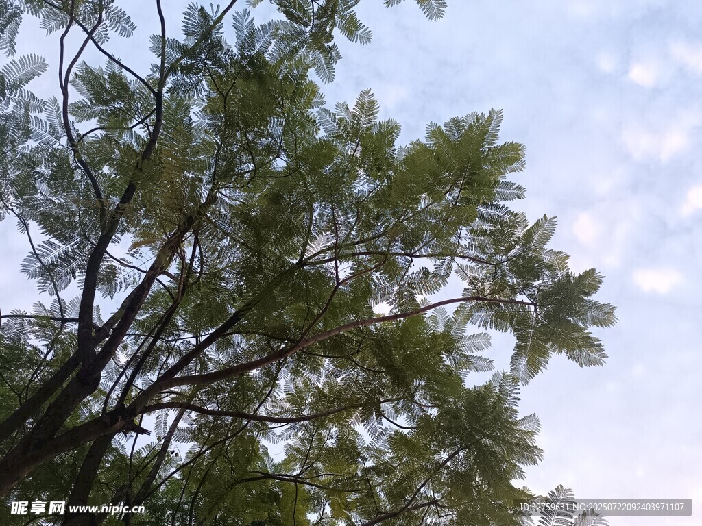 仰视枝叶繁茂的树木