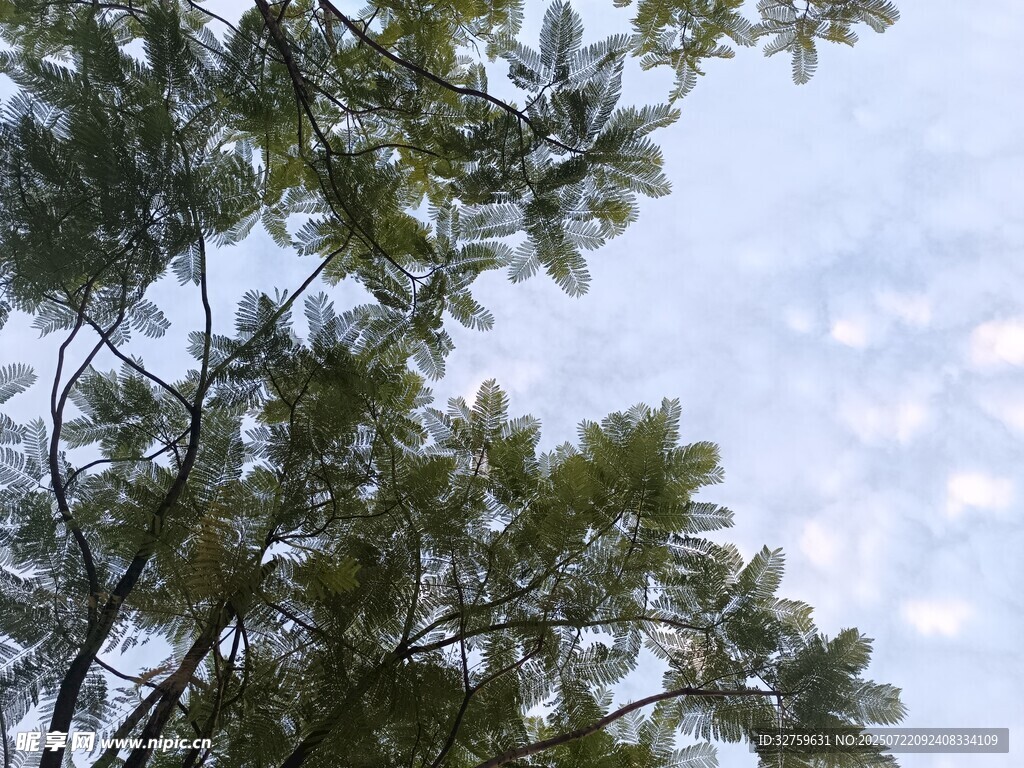 仰视枝叶间的蓝天
