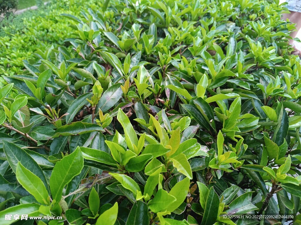 翠绿繁茂的绿植景观