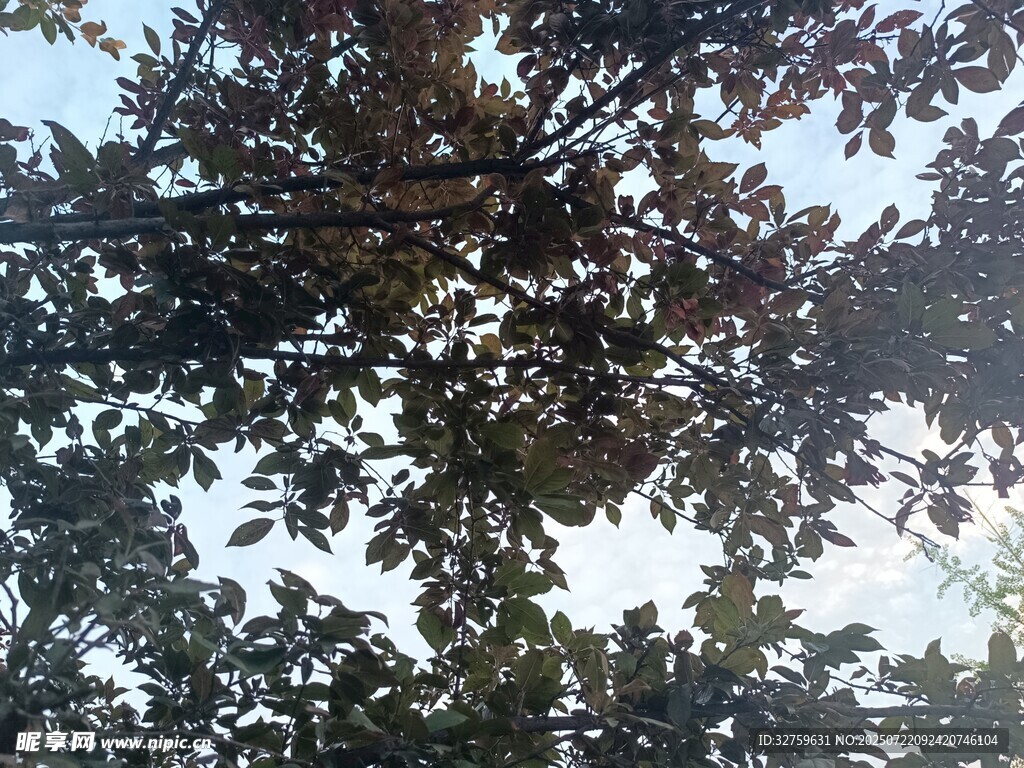 透过枝叶看天空