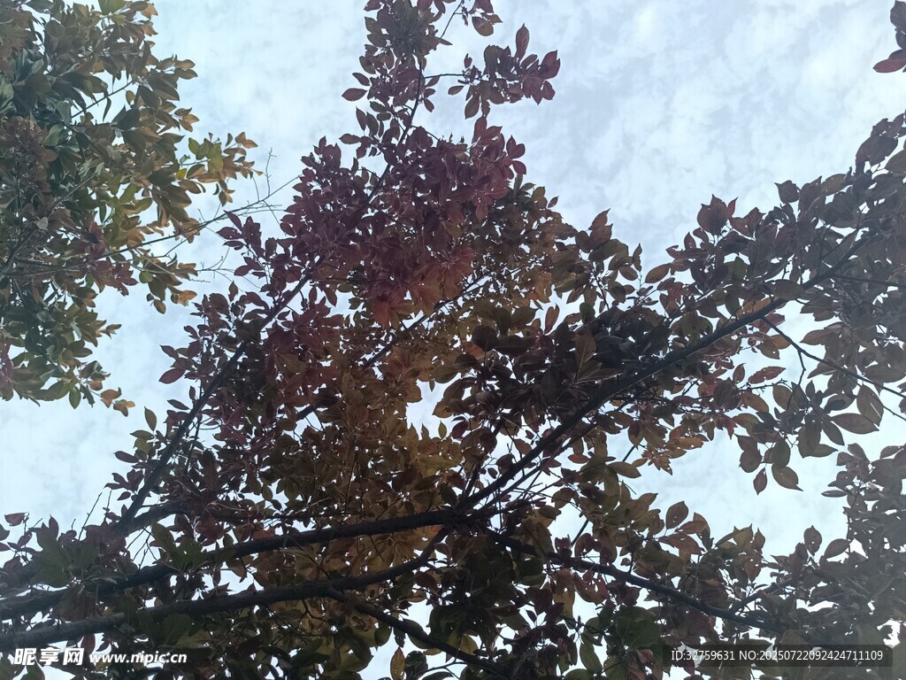 仰视斑斓树叶与天空
