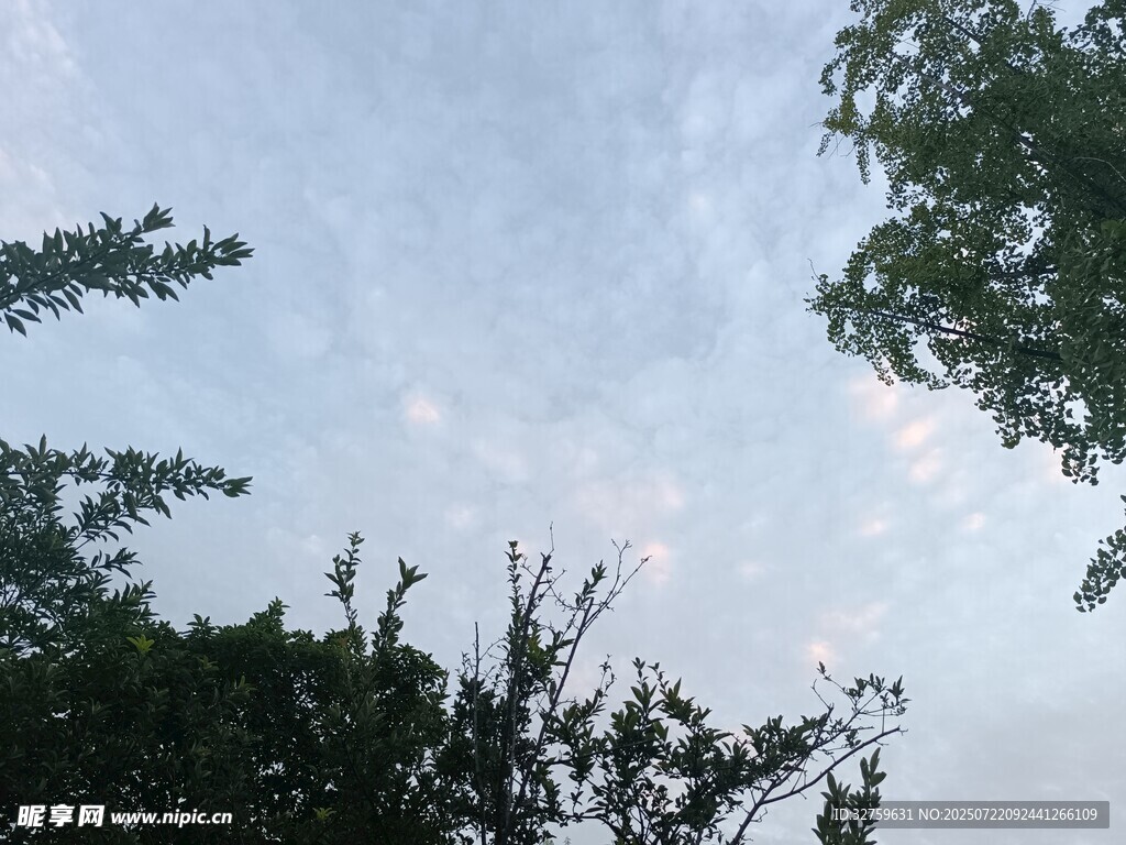 树梢之上的天空美景