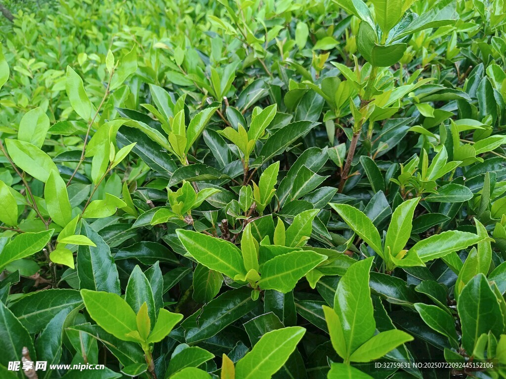 翠绿繁茂的茶叶植株