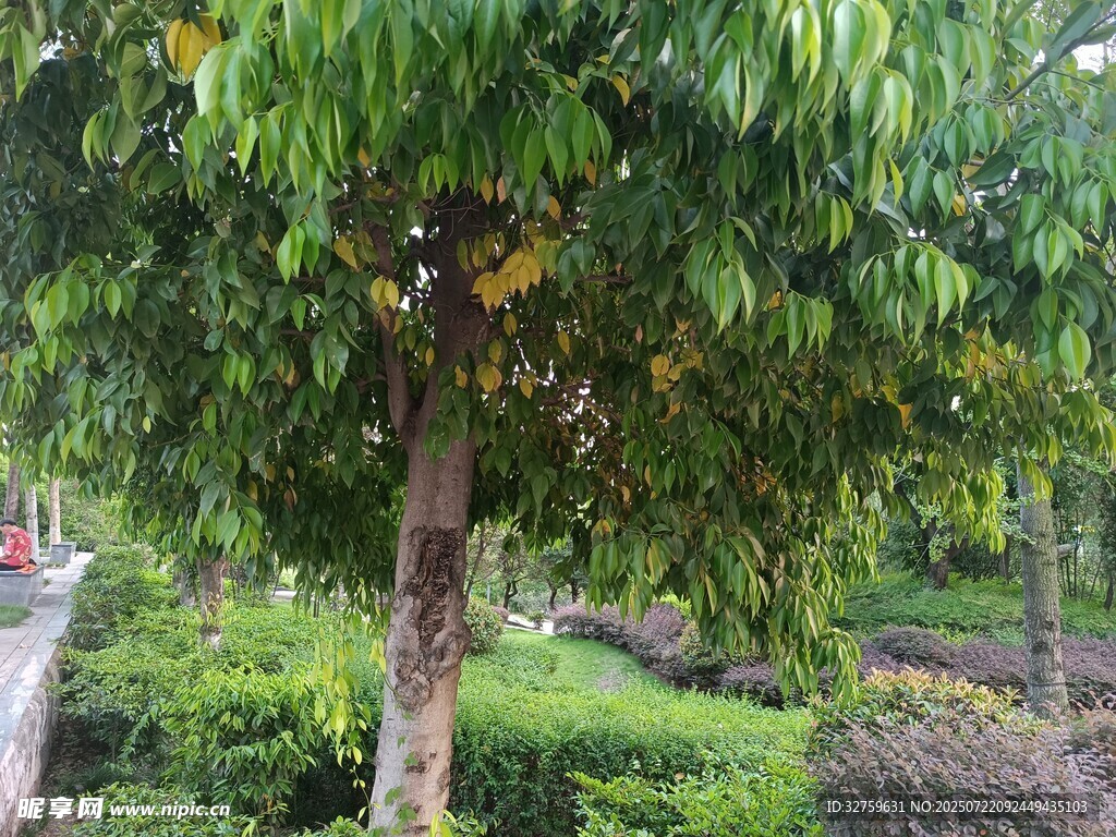 绿叶繁茂的树木景观