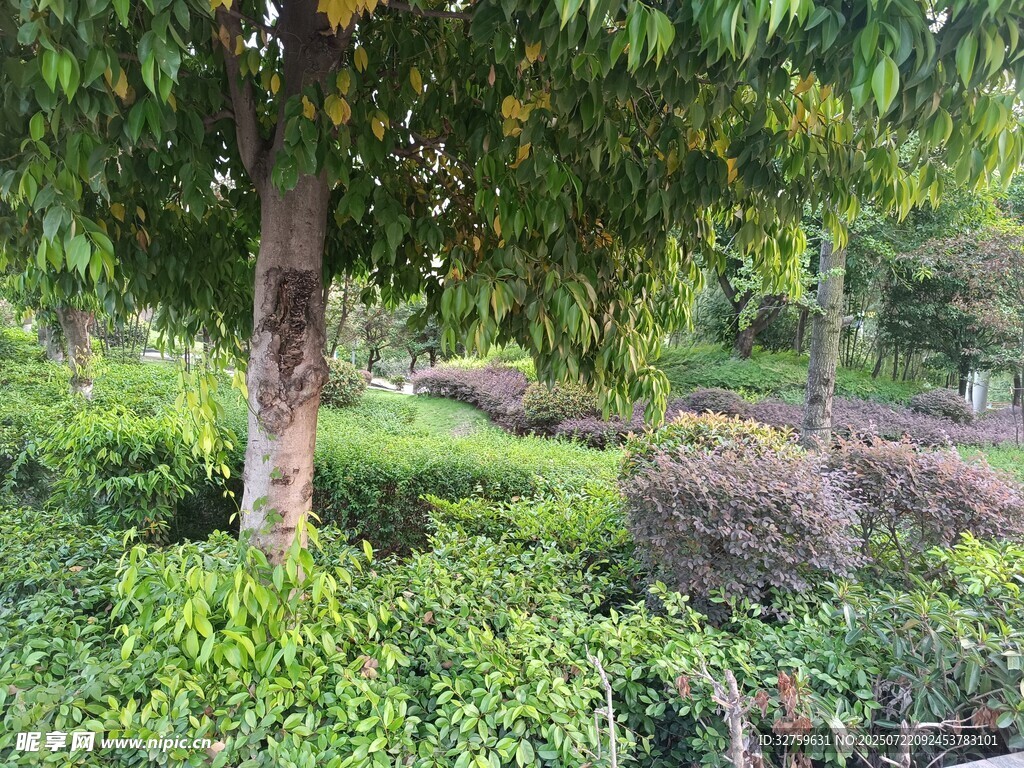 绿意盎然的园林景观