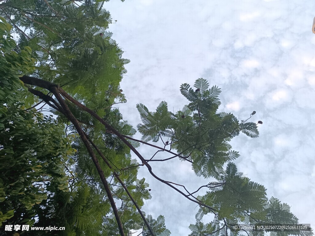 仰视茂密树林与天空
