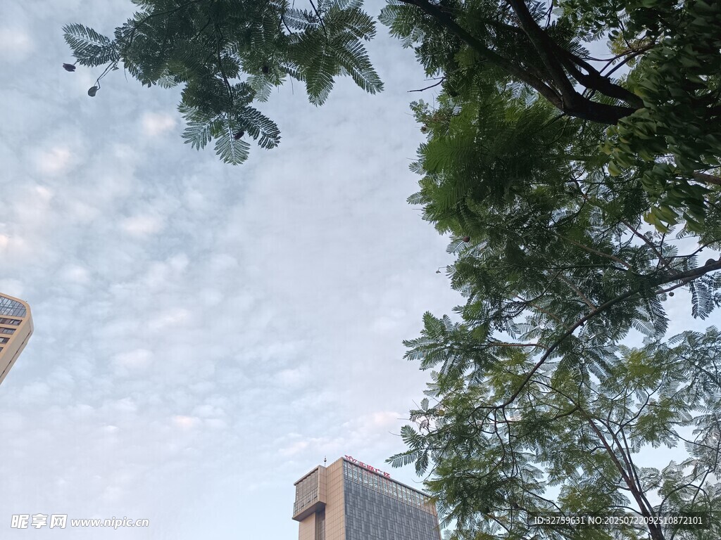 仰望绿树间的城市天空
