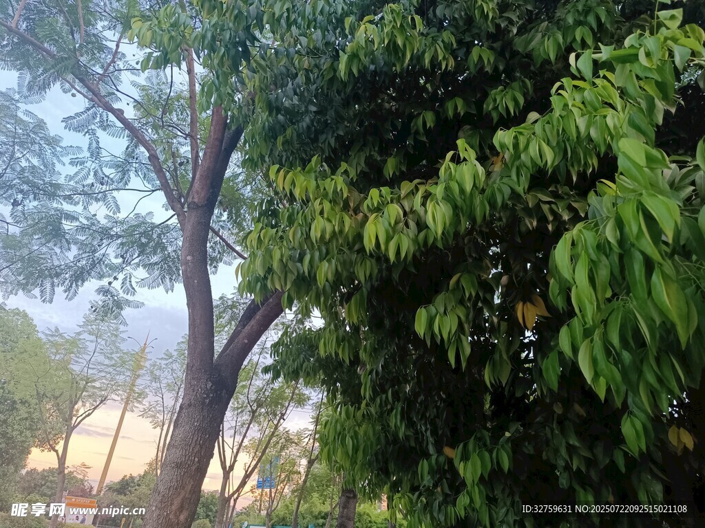 阳光下的葱郁树木