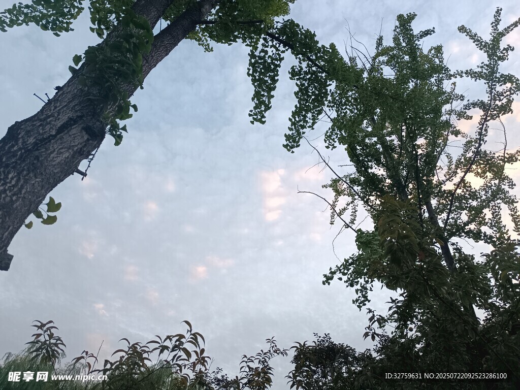 林间天空