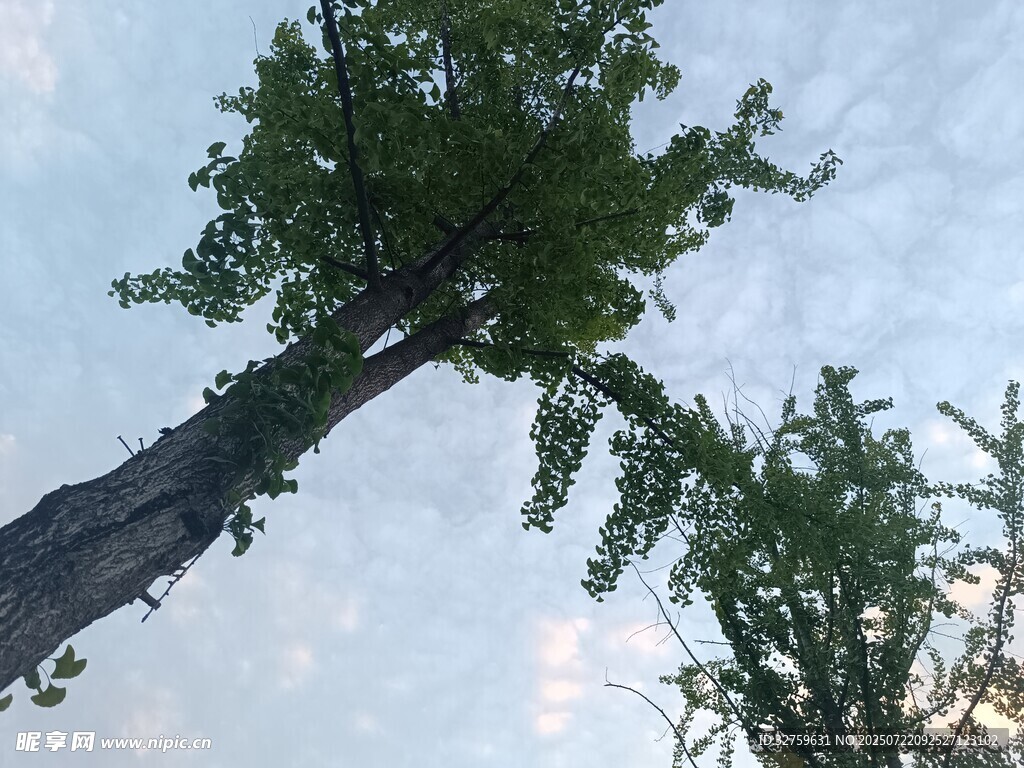 仰视视角下的葱郁树木