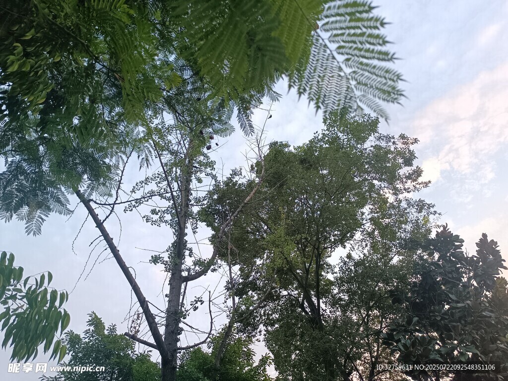 仰视葱郁树木与天际
