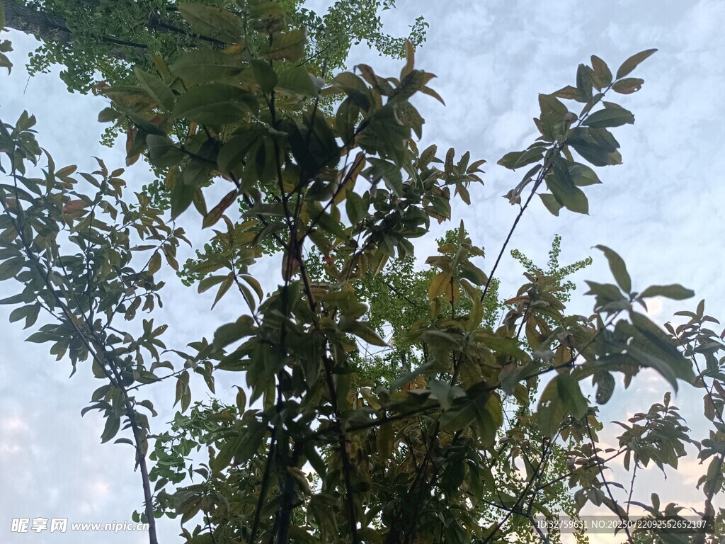 枝叶繁茂的树梢