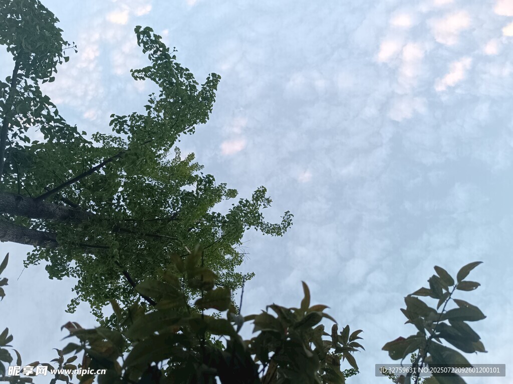 树梢之上的蓝天白云