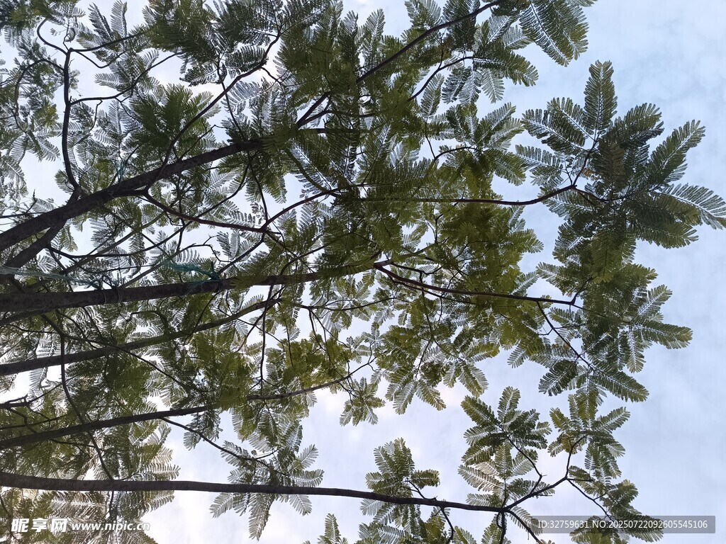 仰视视角下的繁茂树枝