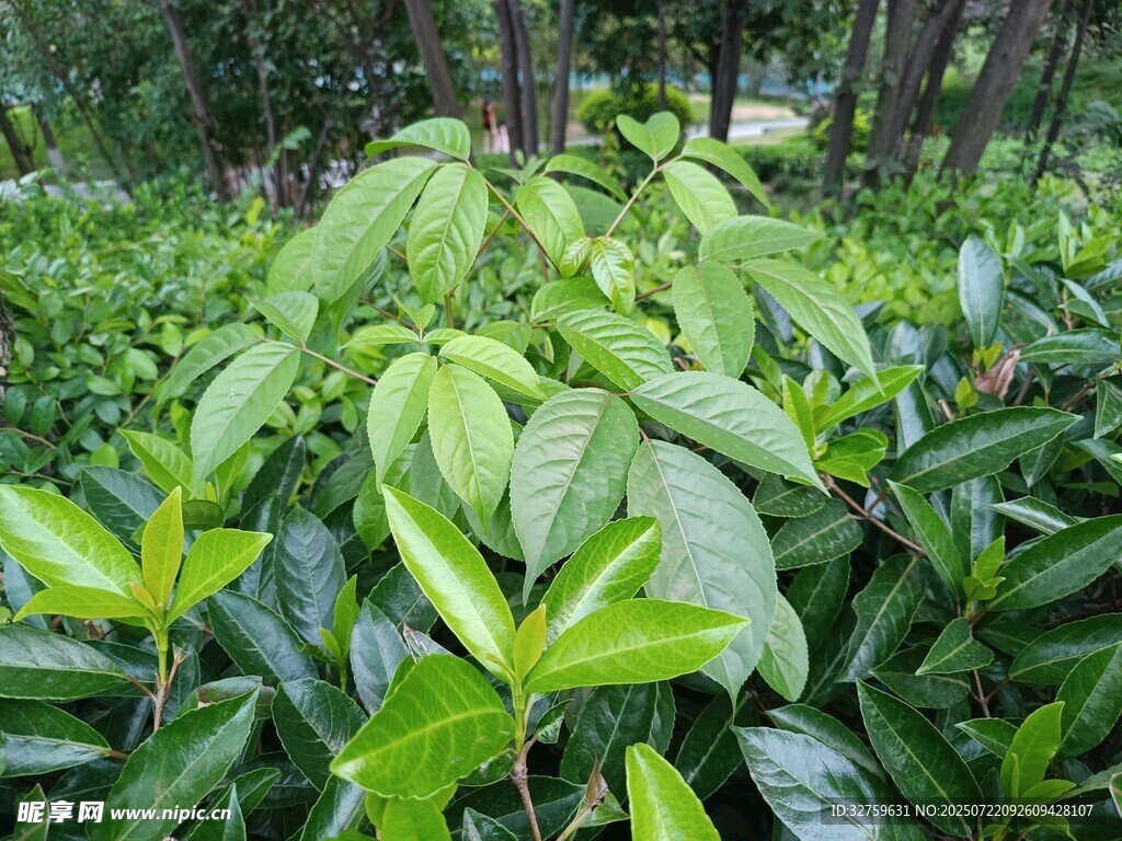 茂密绿叶植物景观