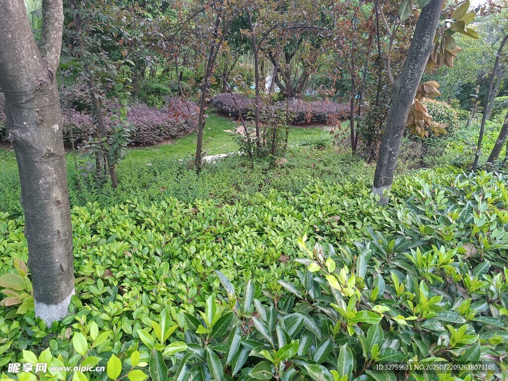 绿意盎然的林间植物景观