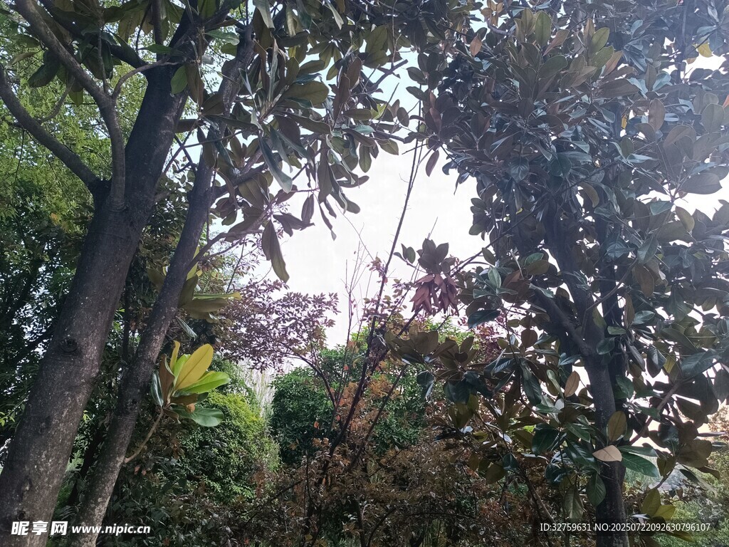 繁茂树林中的自然景致