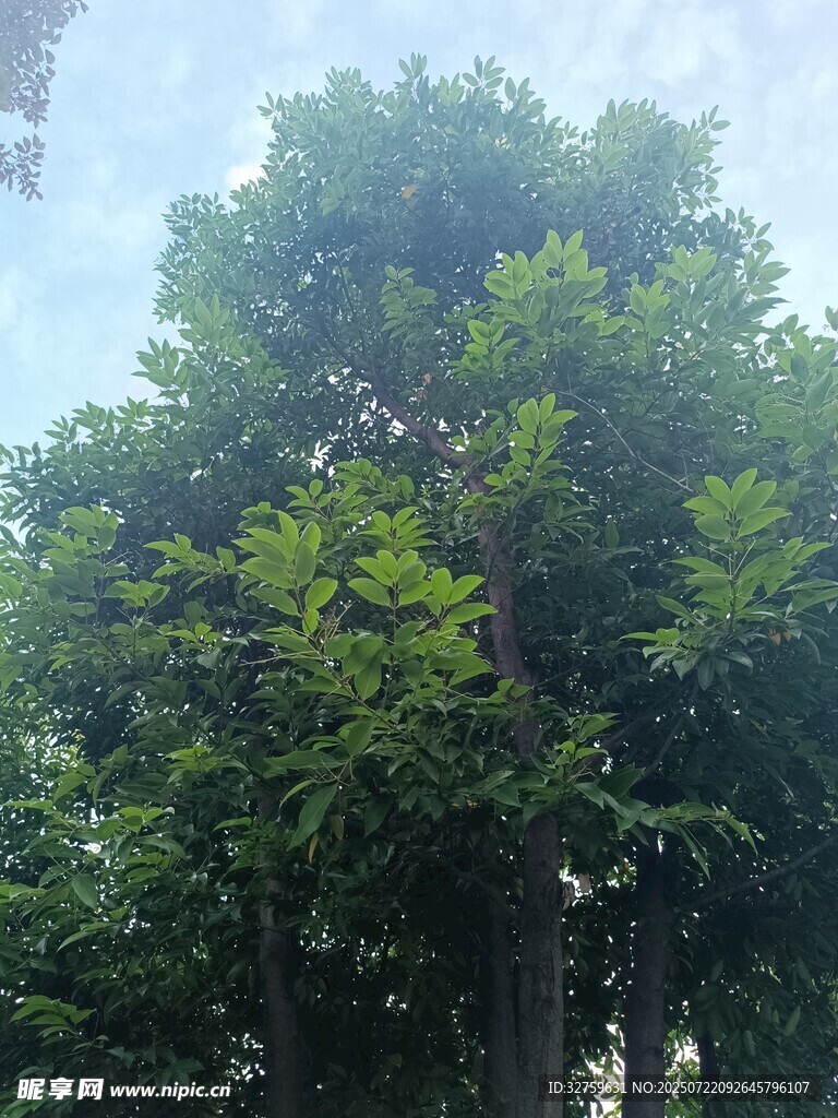 茂盛绿树
