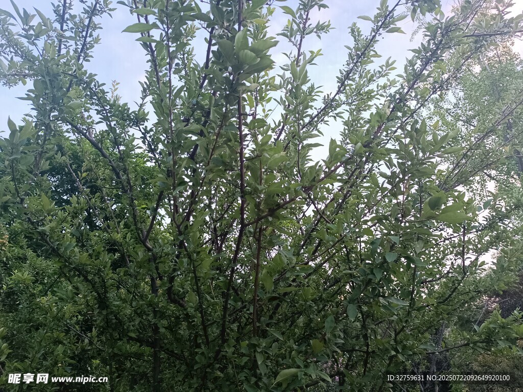 繁茂绿树生机盎然