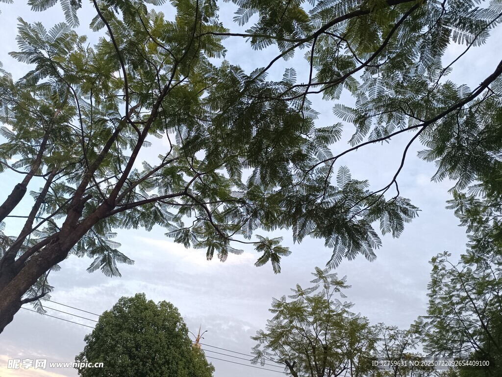 树梢间的天空与枝叶