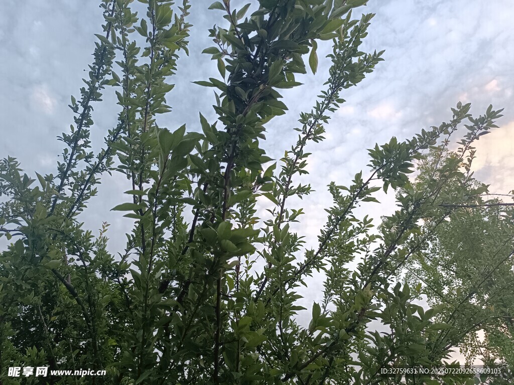 阳光下的繁茂绿植