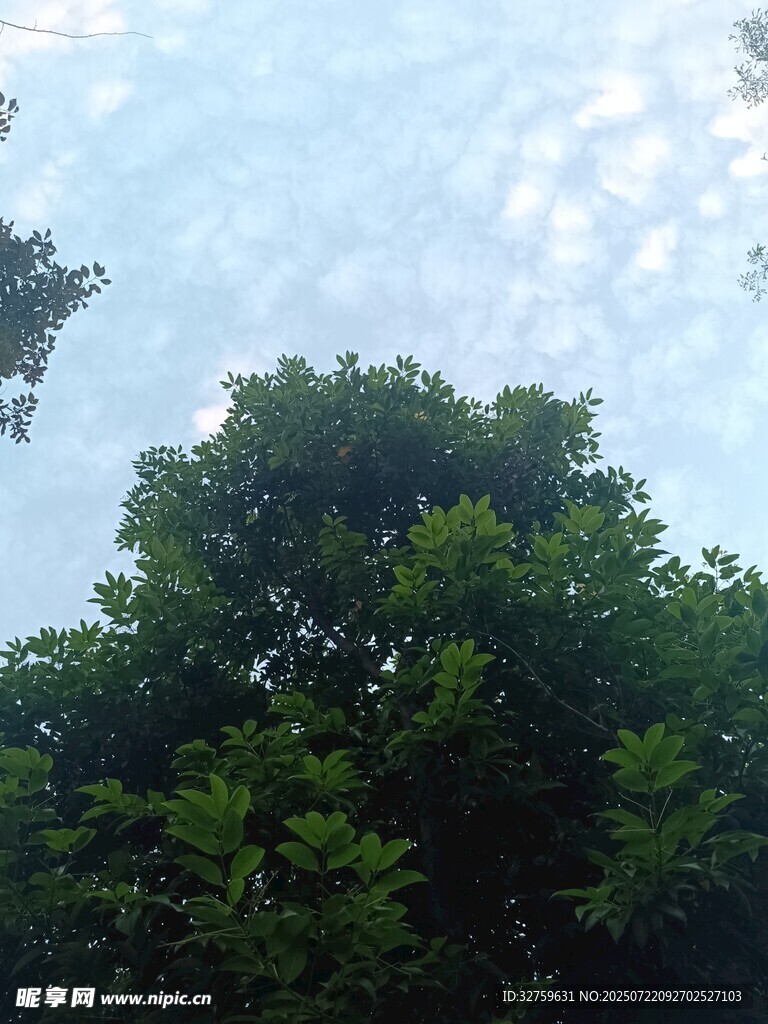 仰视茂密树冠