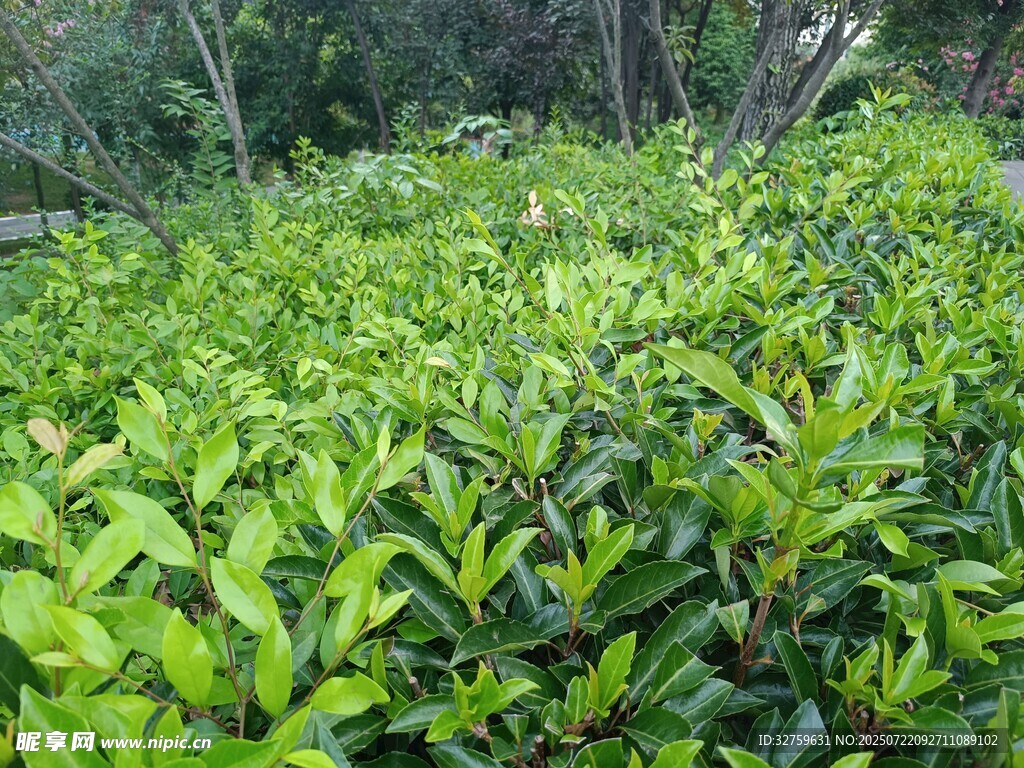 翠绿繁茂的植物景观