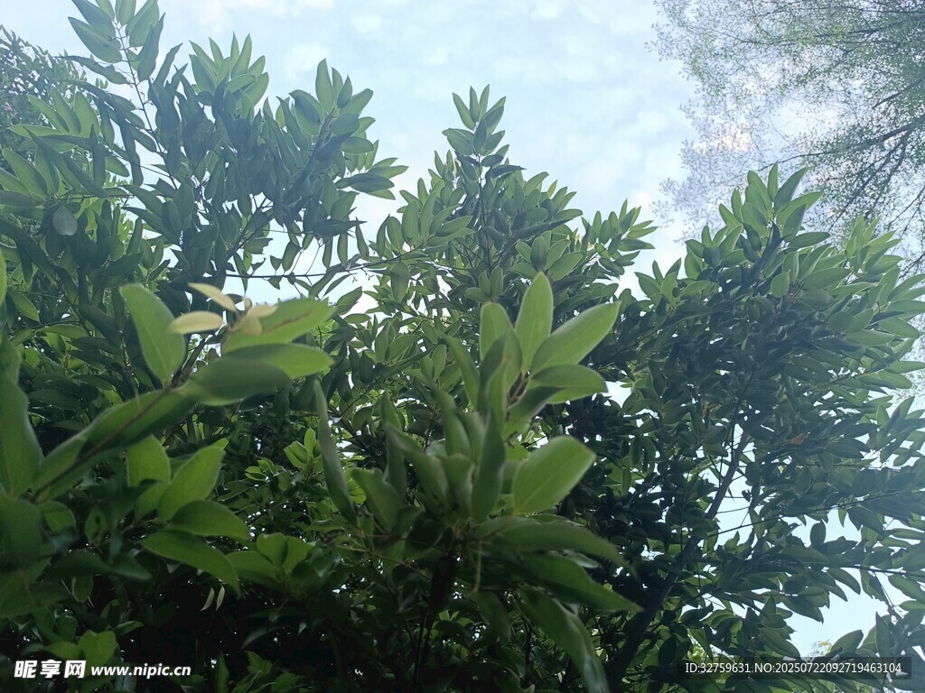 茂密绿植仰视图