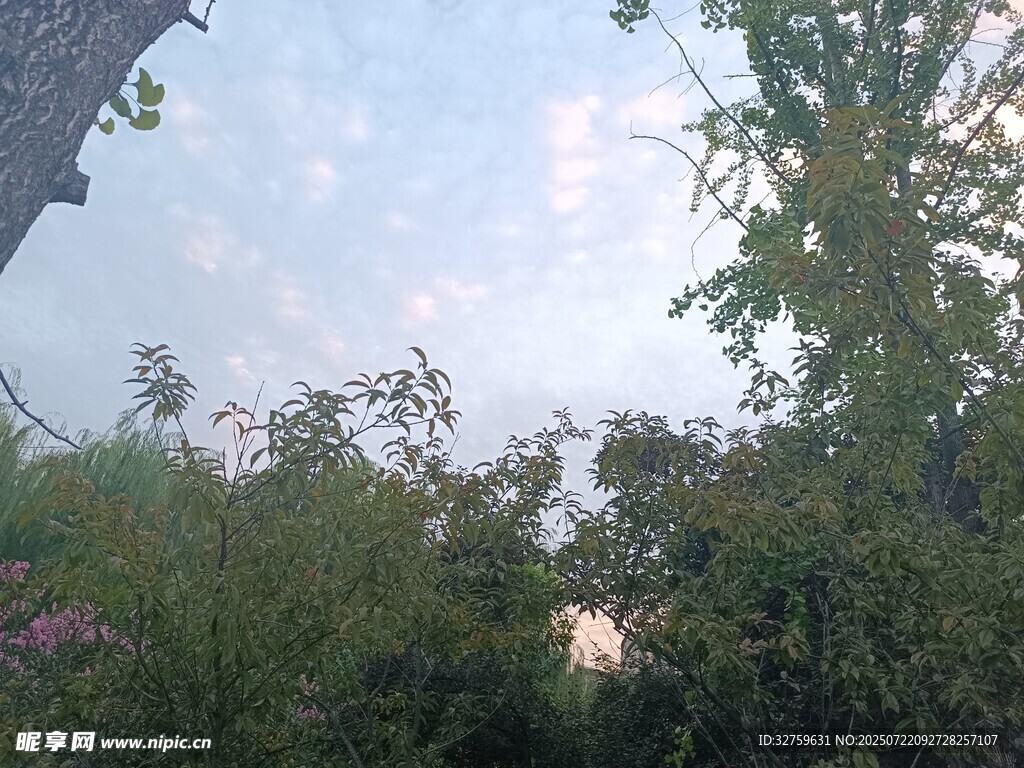户外绿植与天空景致