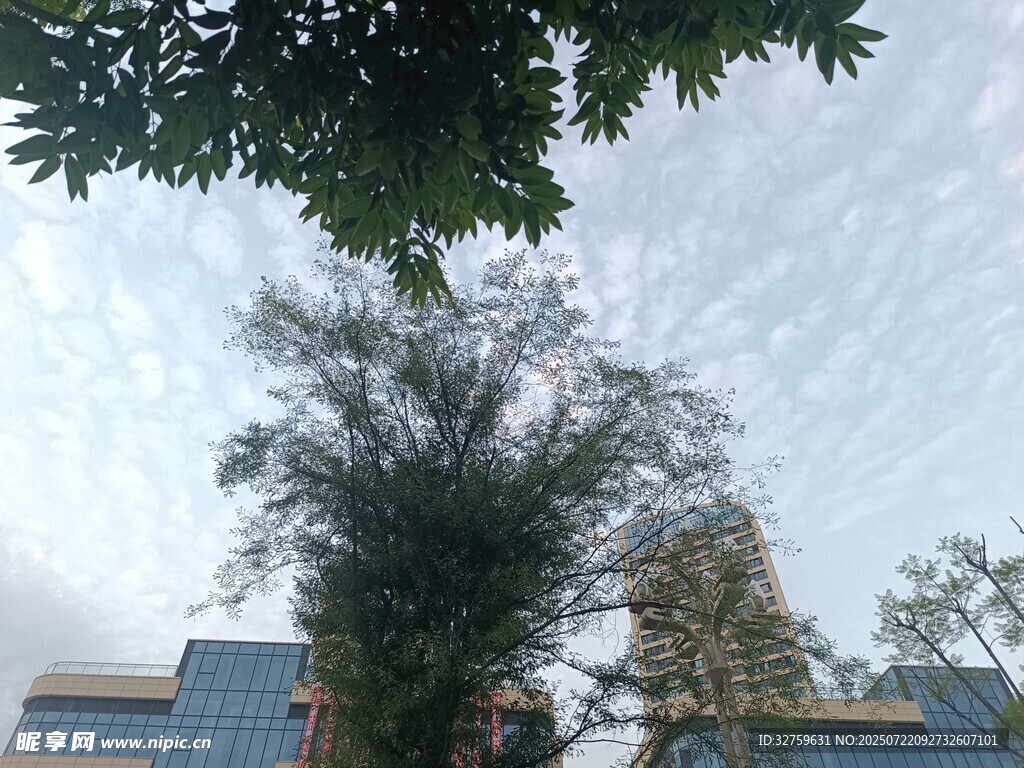 高楼间挺拔的葱郁树木