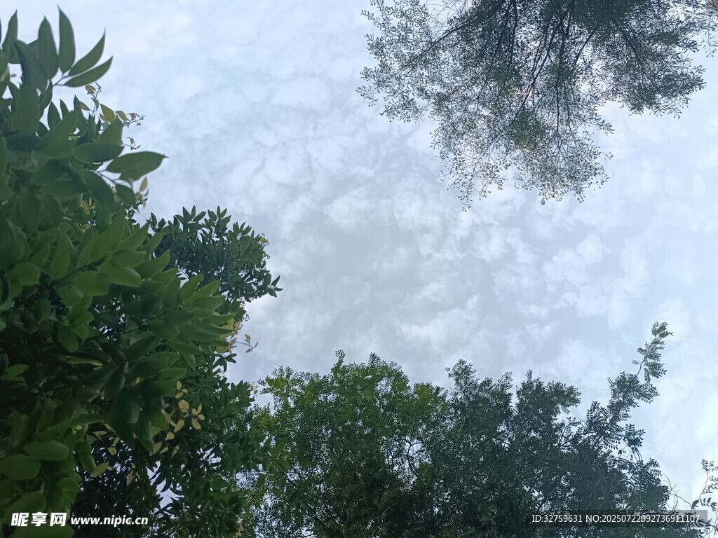 仰视绿树间的天空
