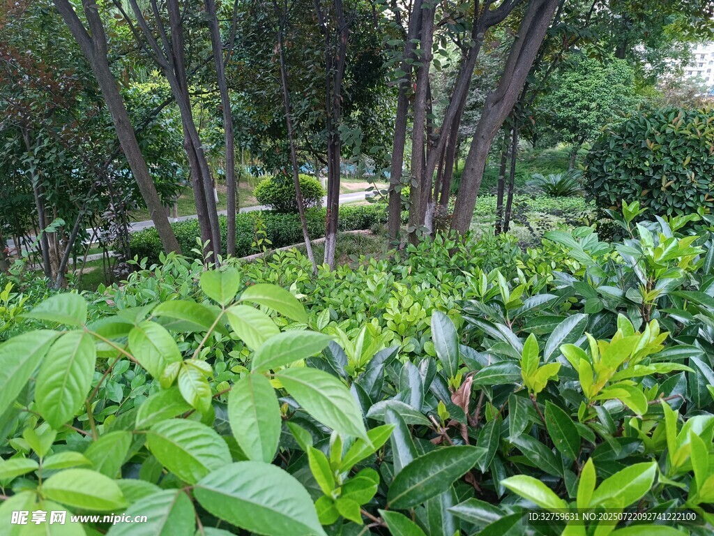 绿意盎然的林间植物景观