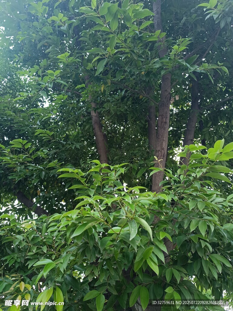 繁茂绿树展现自然生机
